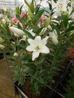 [5345 Okayama 18 ST No01.JPG]